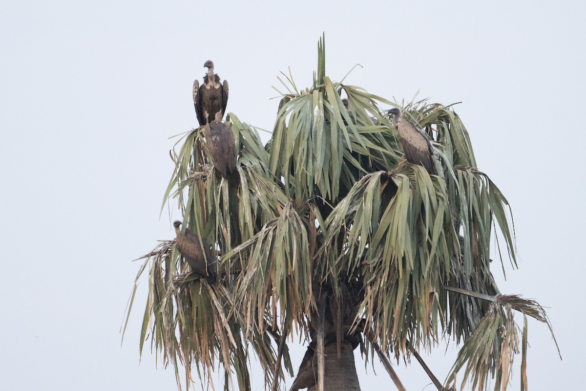 White-backed Vulture - ML640547682