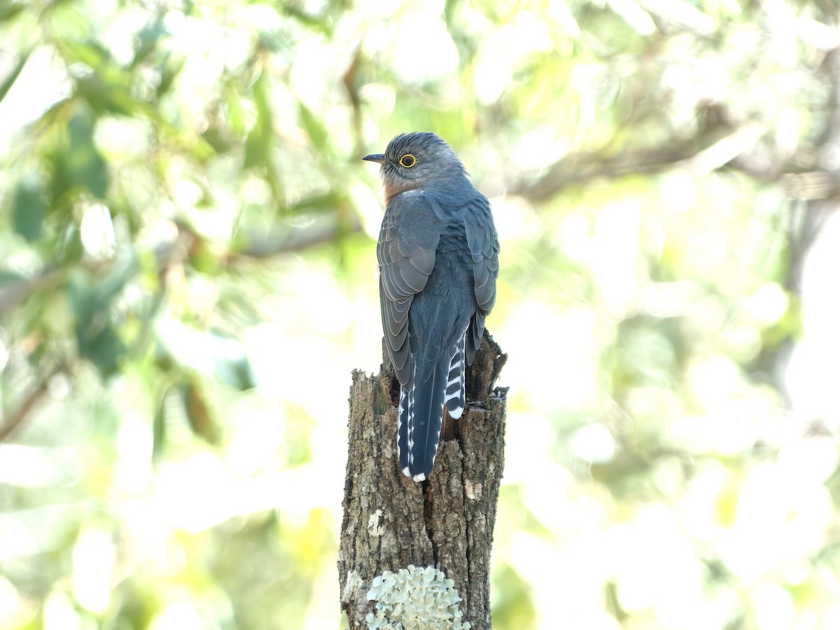 Fan-tailed Cuckoo - ML640547685