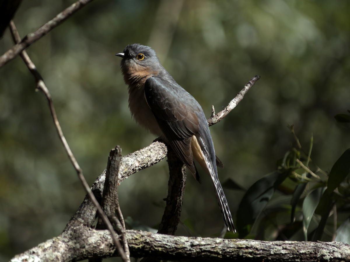 Fan-tailed Cuckoo - ML640547687