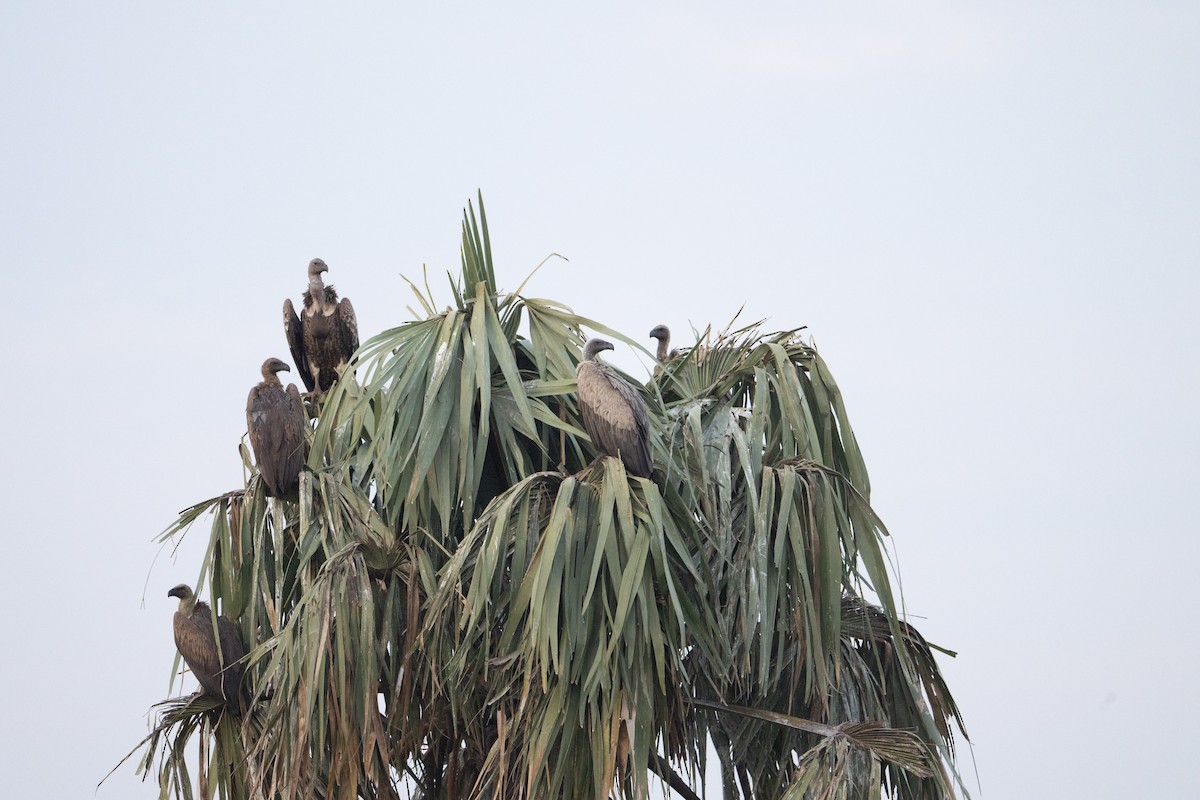White-backed Vulture - ML640547688