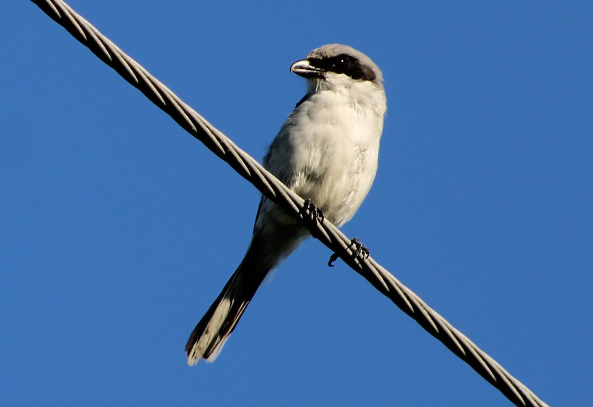 Loggerhead Shrike - ML640547689