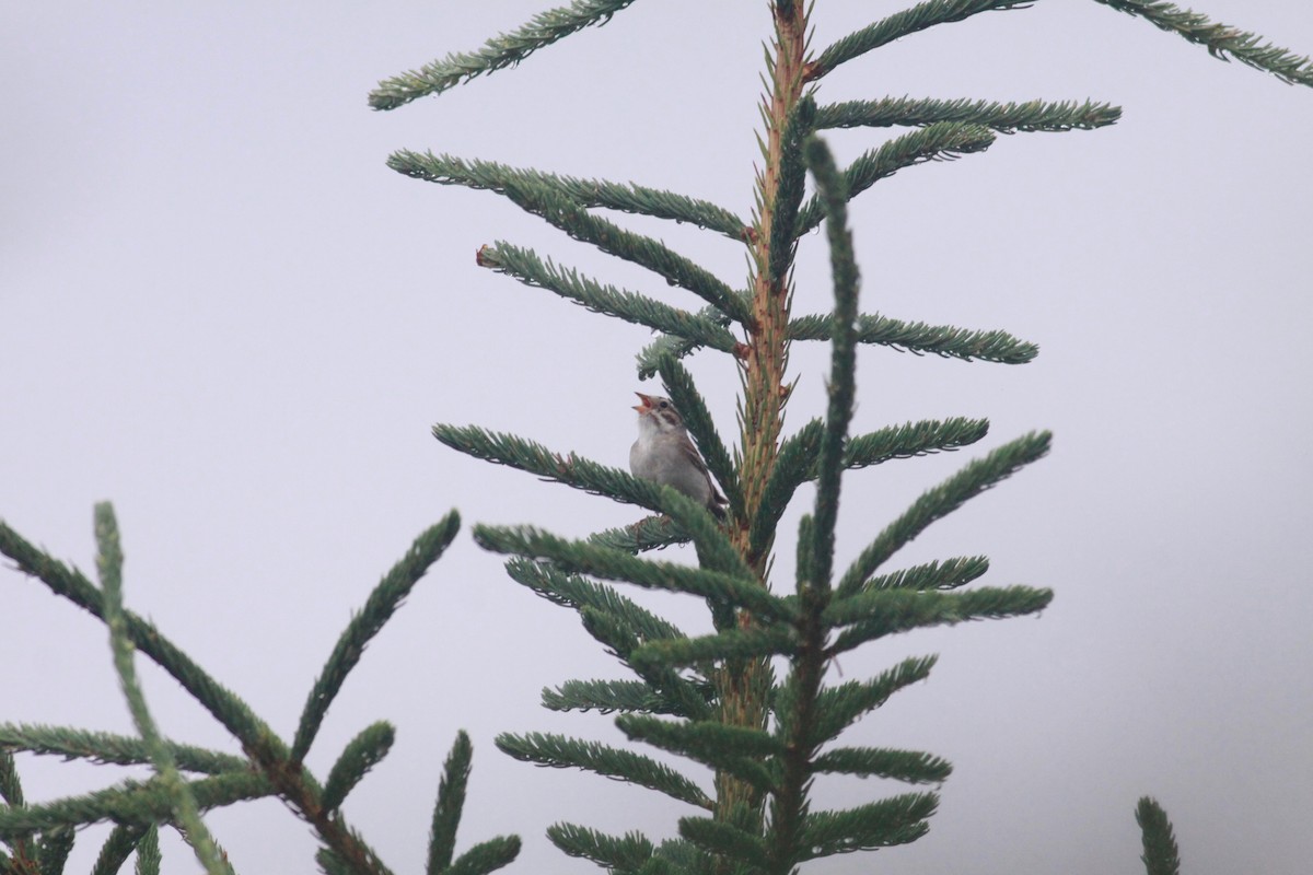 Clay-colored Sparrow - ML640547690
