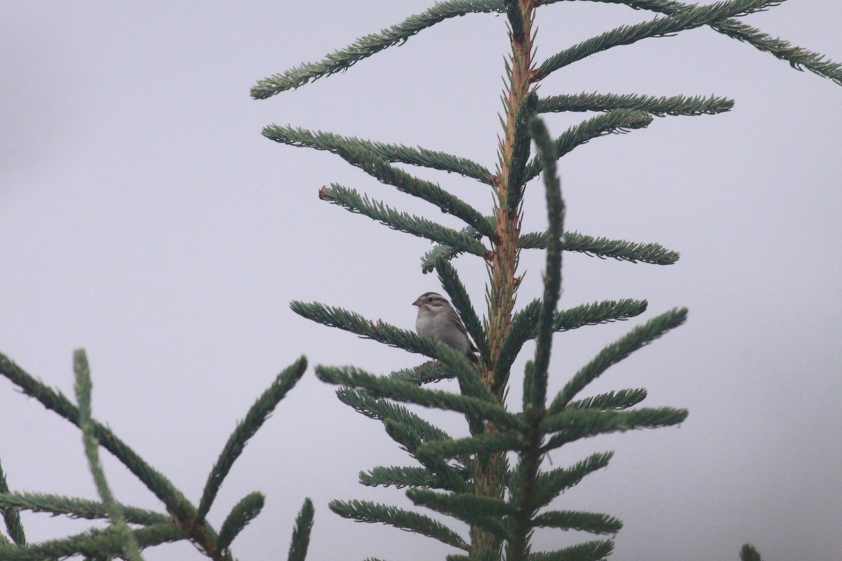 Clay-colored Sparrow - ML640547694