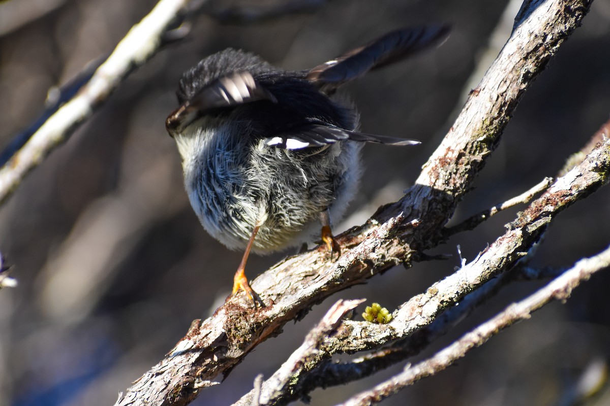 Tomtit - ML640547715
