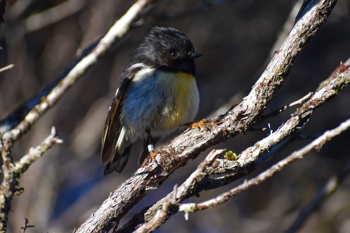 Tomtit - ML640547716