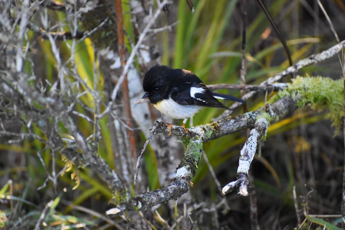 Tomtit - ML640547717