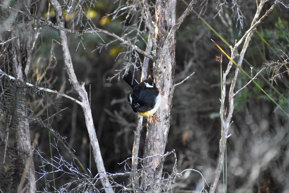 Tomtit - ML640547719