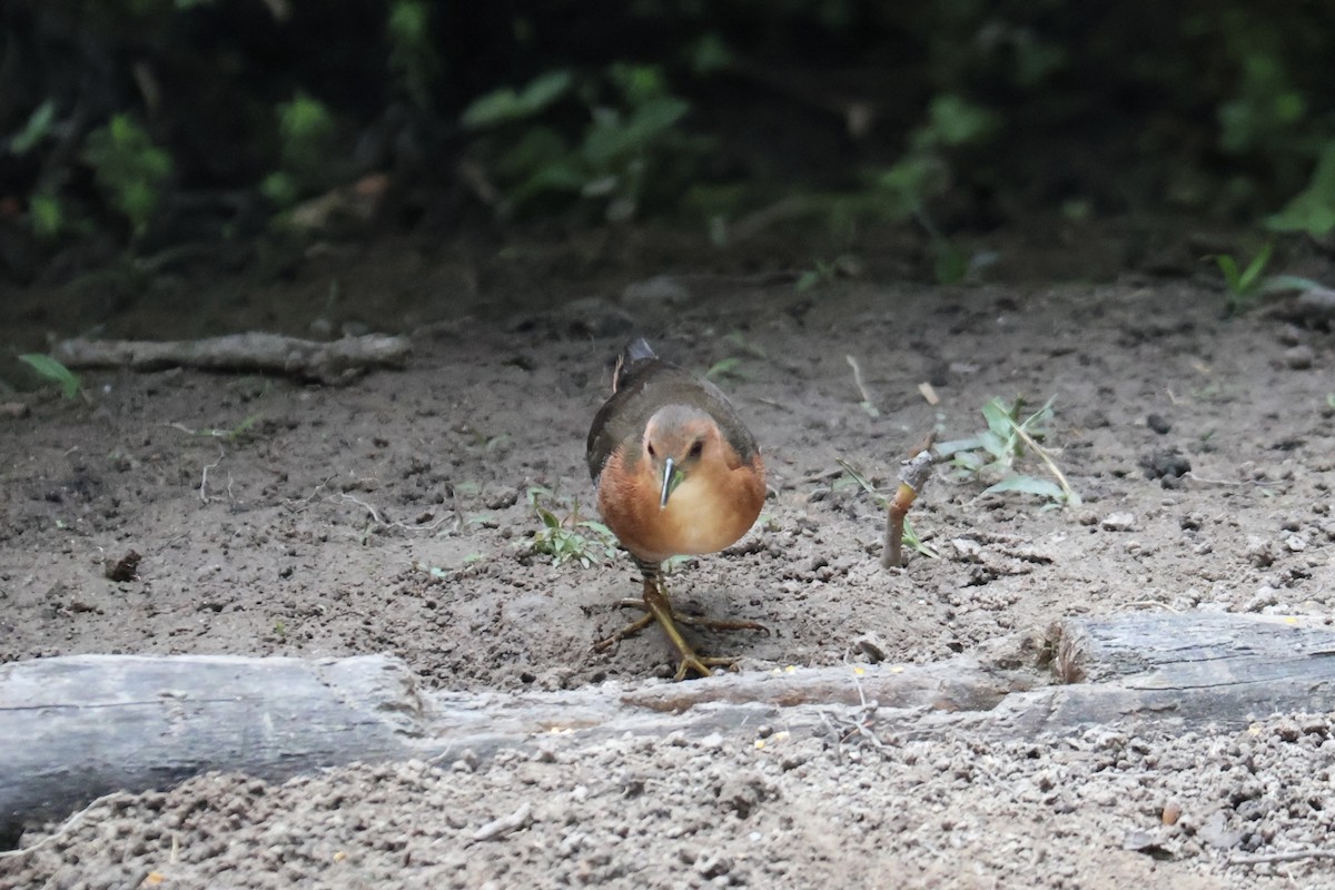 Rufous-sided Crake - ML640547767