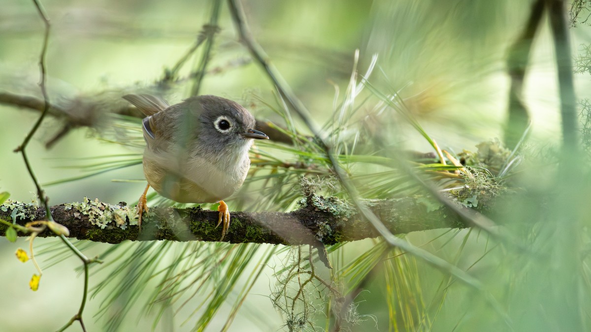 gråhodefulvetta - ML640547769