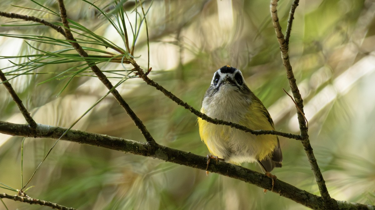 Flamecrest - ML640547801
