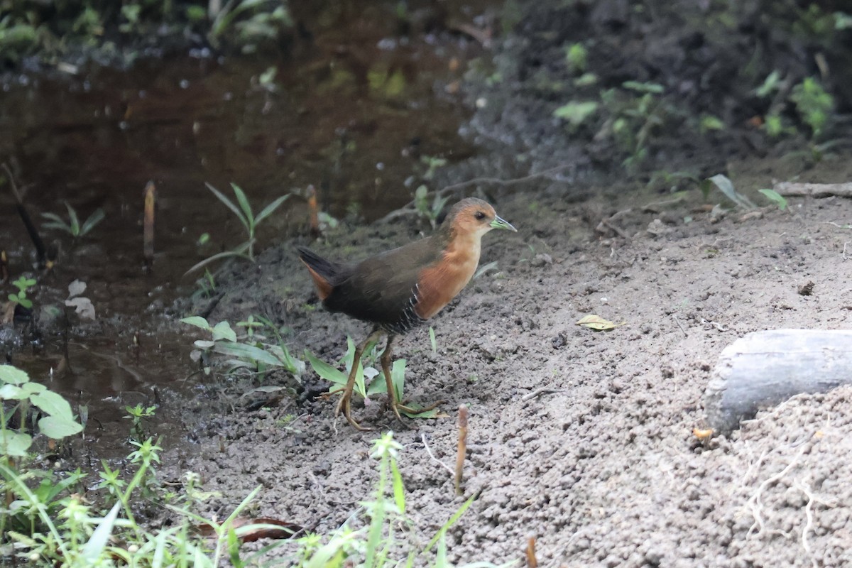 Rufous-sided Crake - ML640547816