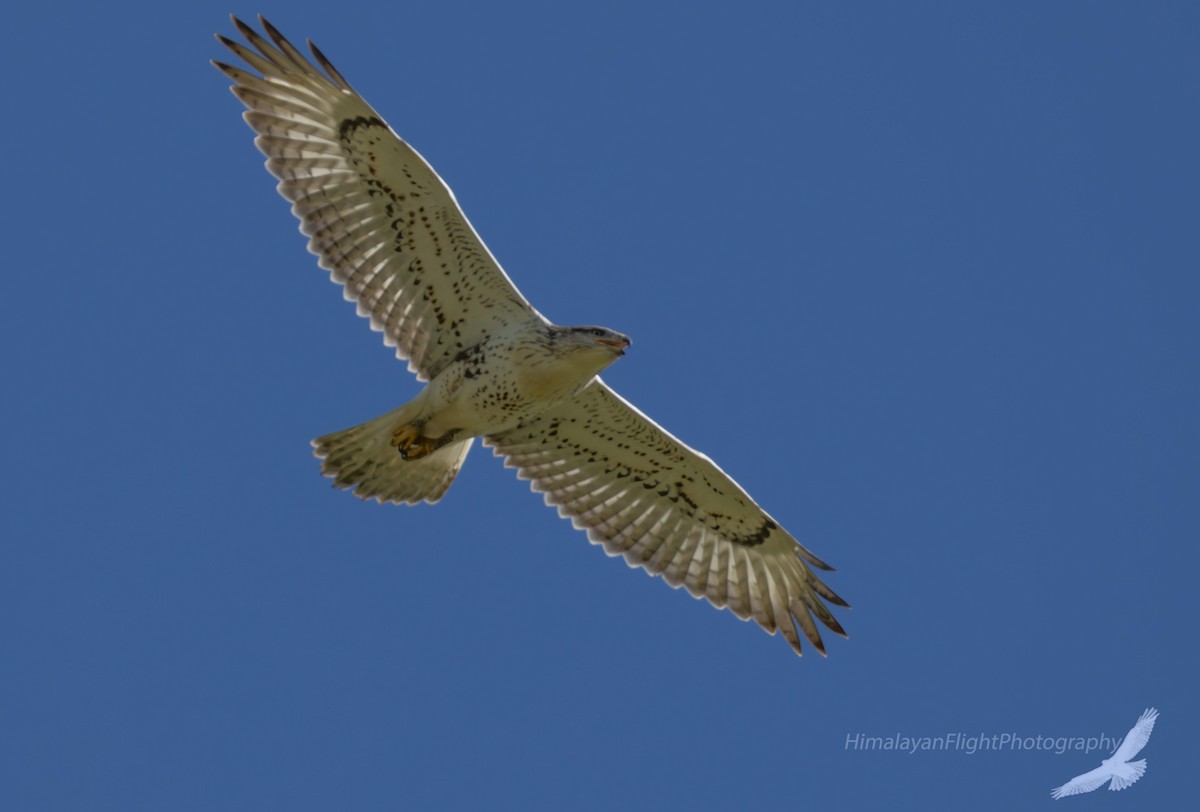 Ferruginous Hawk - ML640547841