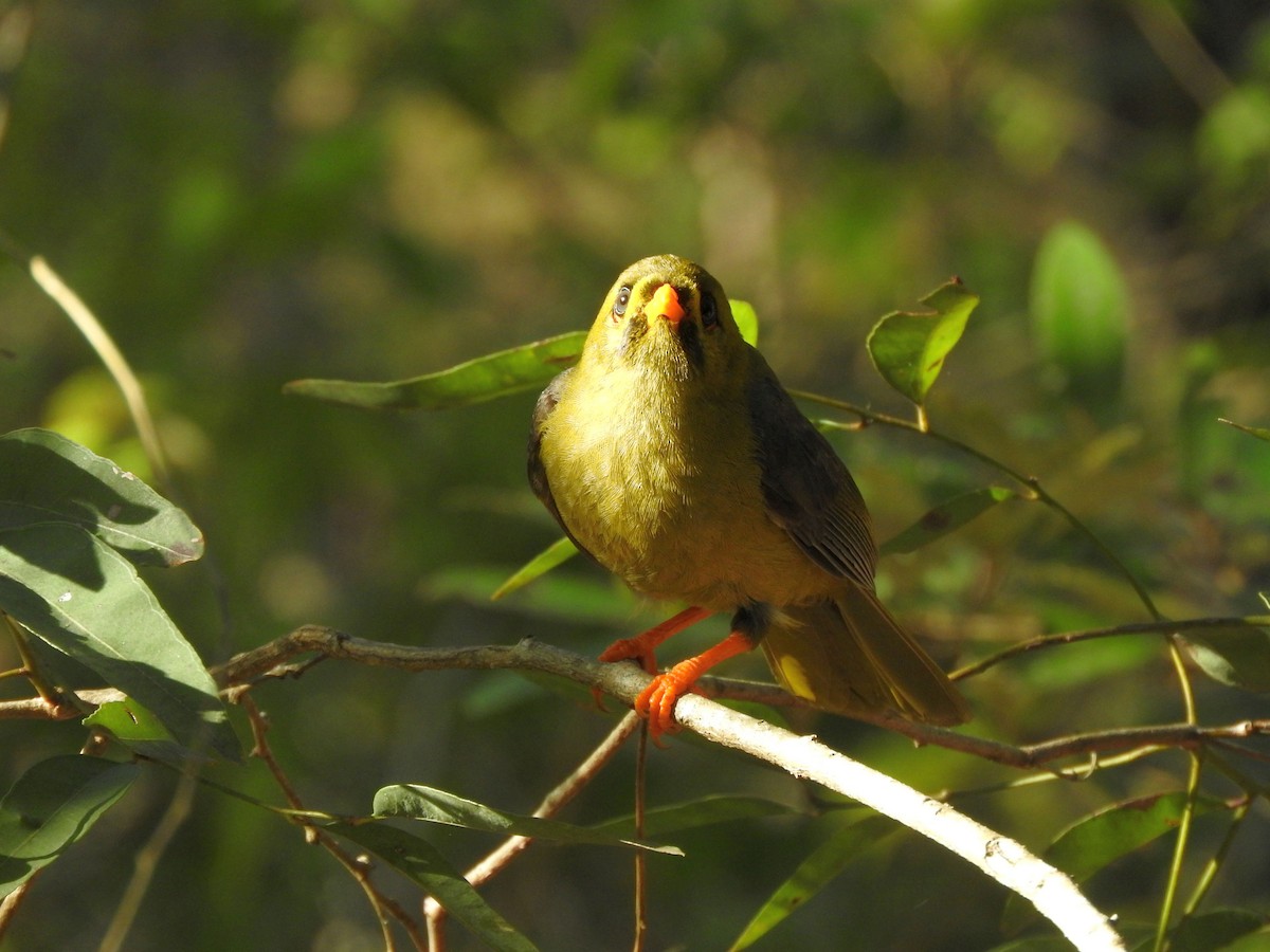 Bell Miner - Chris Burwell