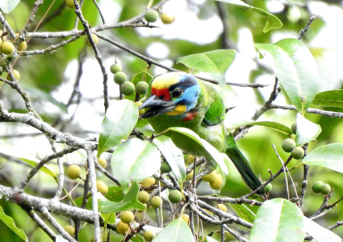 Black-browed Barbet - ML640547918