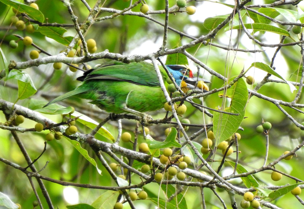 Black-browed Barbet - ML640547919