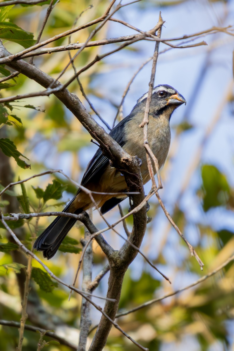 Thick-billed Saltator - ML640547943