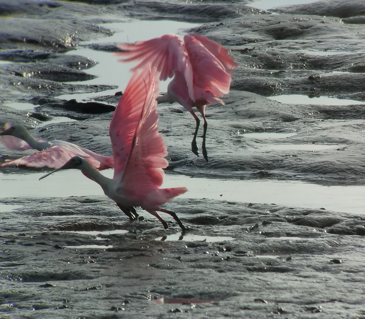Roseate Spoonbill - ML640548024