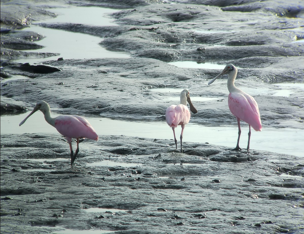 Roseate Spoonbill - ML640548025
