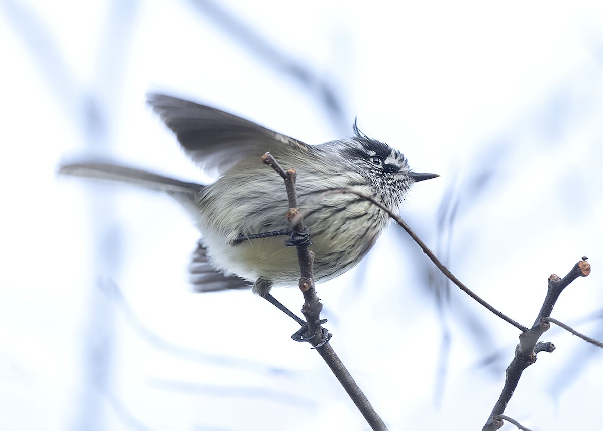 guløyemeisetyrann - ML640548115