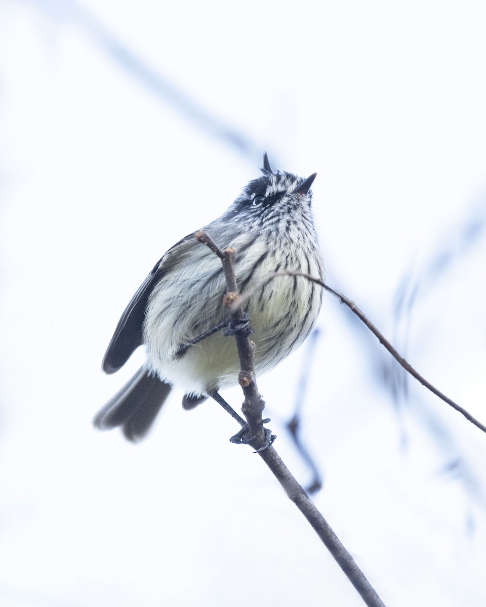 guløyemeisetyrann - ML640548116