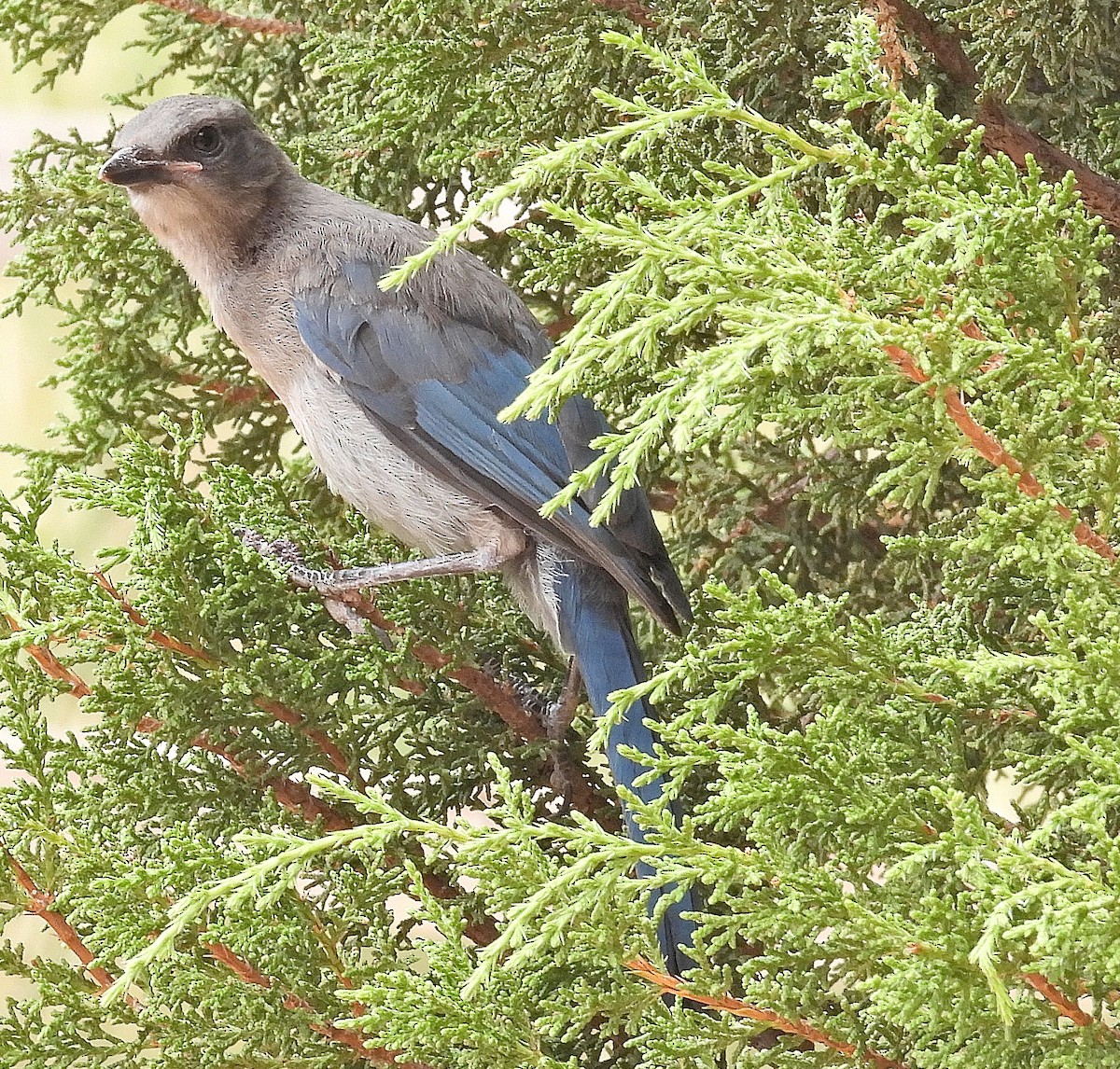 Woodhouse's Scrub-Jay - ML640548119