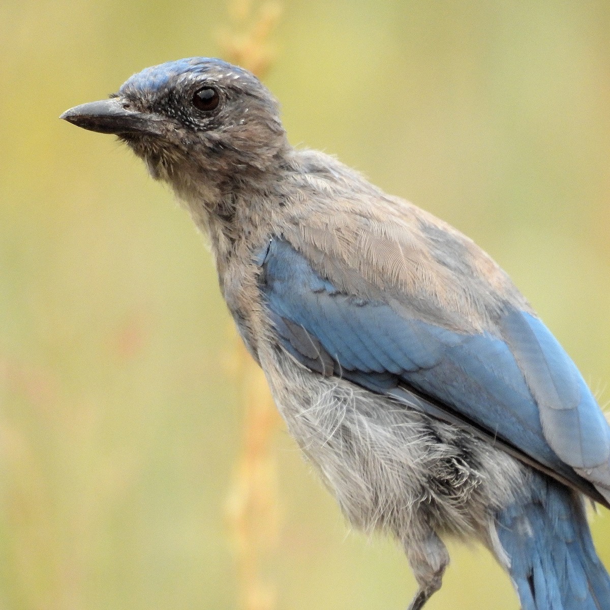 Woodhouse's Scrub-Jay - ML640548120