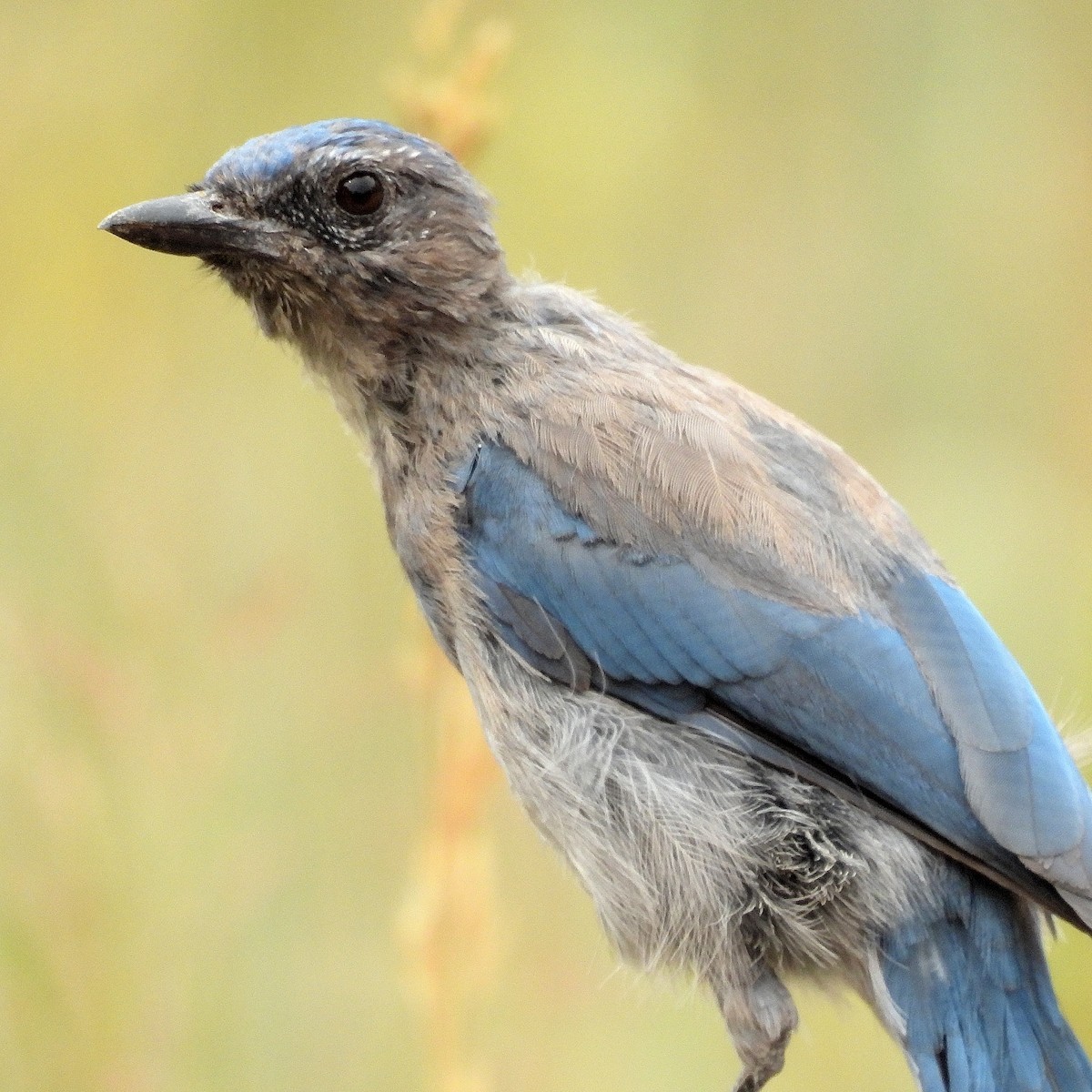 Woodhouse's Scrub-Jay - ML640548121