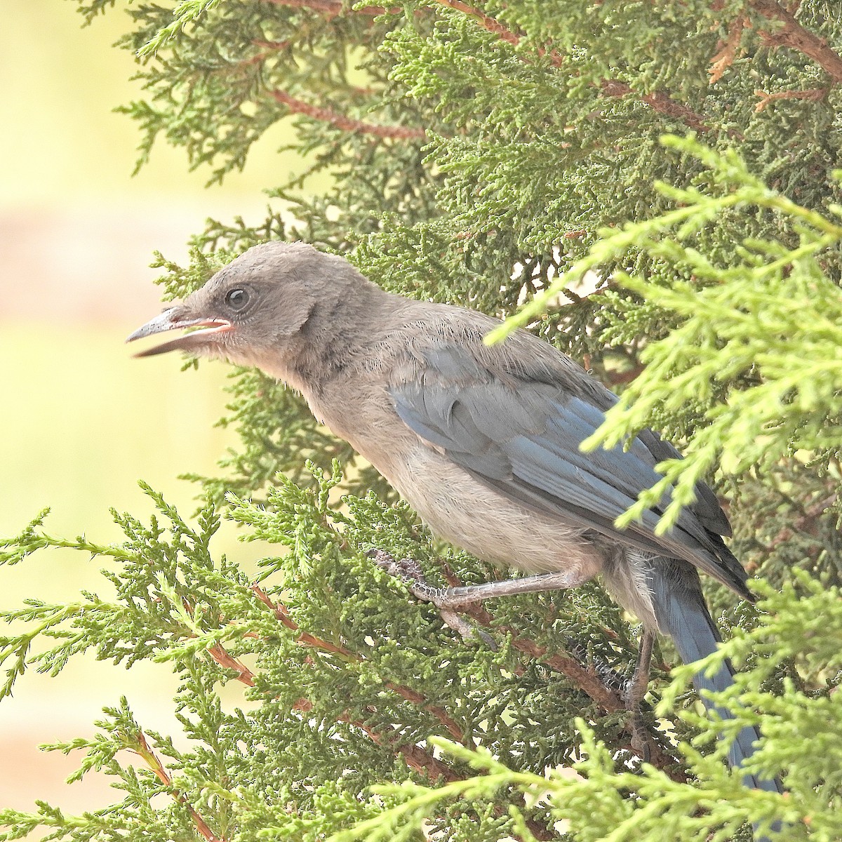 Woodhouse's Scrub-Jay - ML640548123