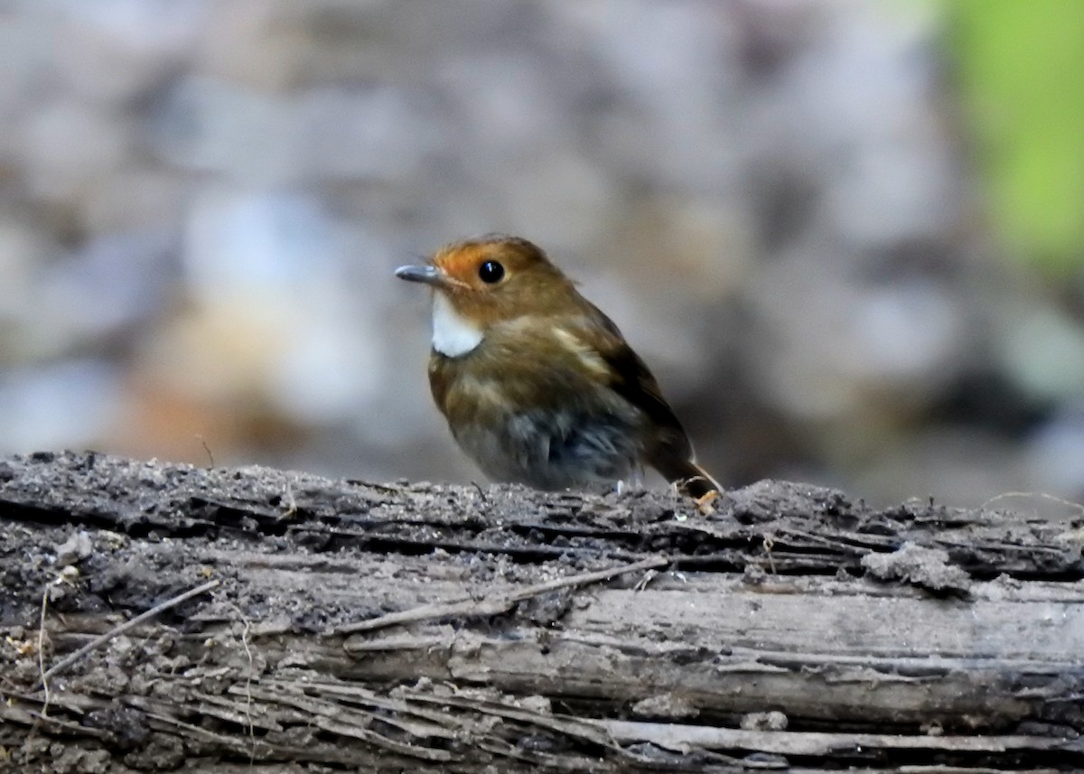 Rufous-browed Flycatcher - ML640548192
