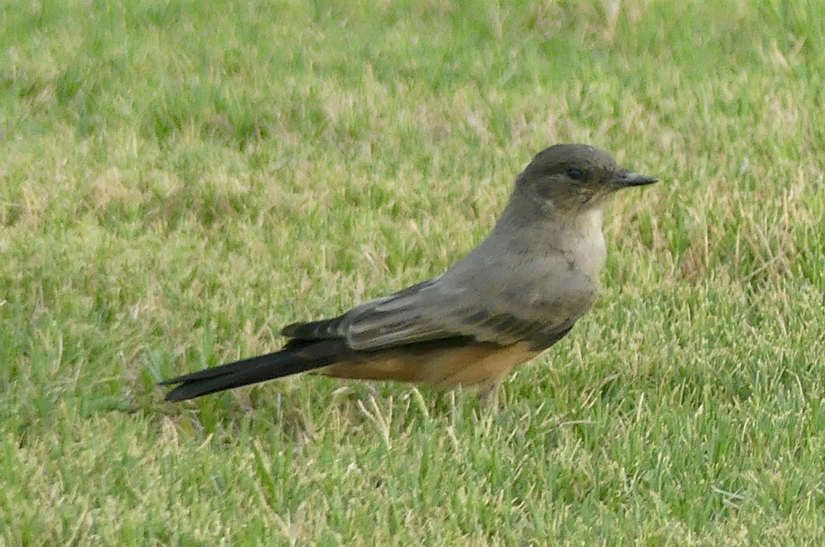 Mosquero Llanero - ML640548305