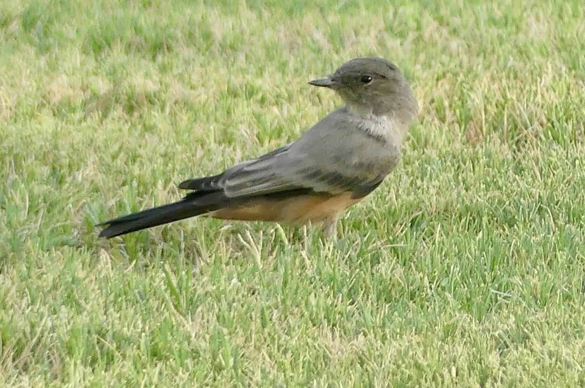 Mosquero Llanero - ML640548306
