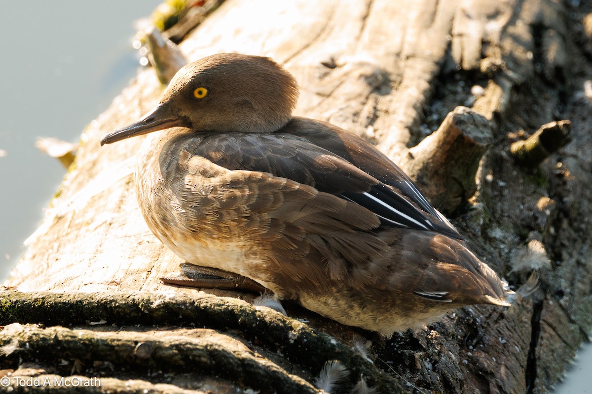 מרגון מקושט - ML640548335