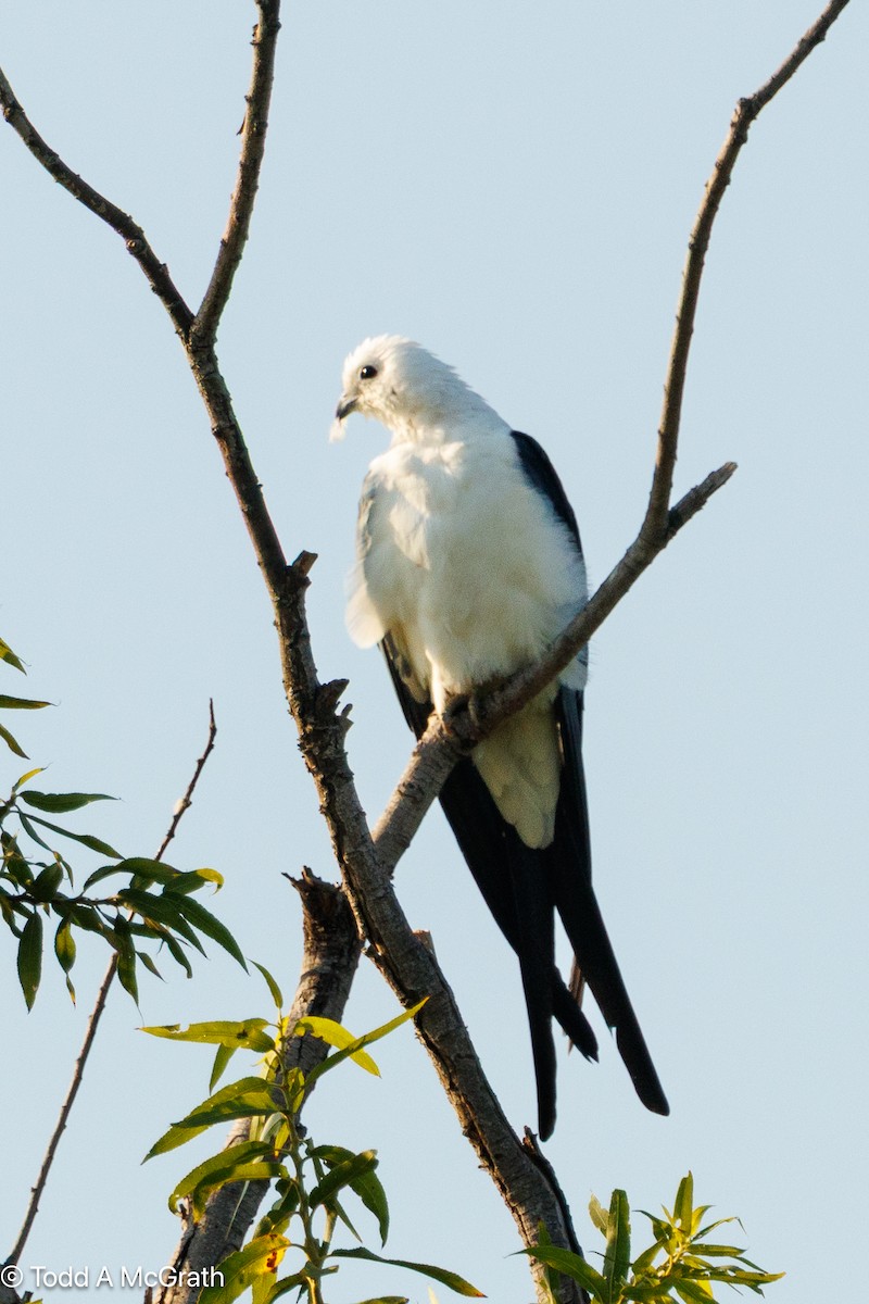 דאה אמריקנית - ML640548343
