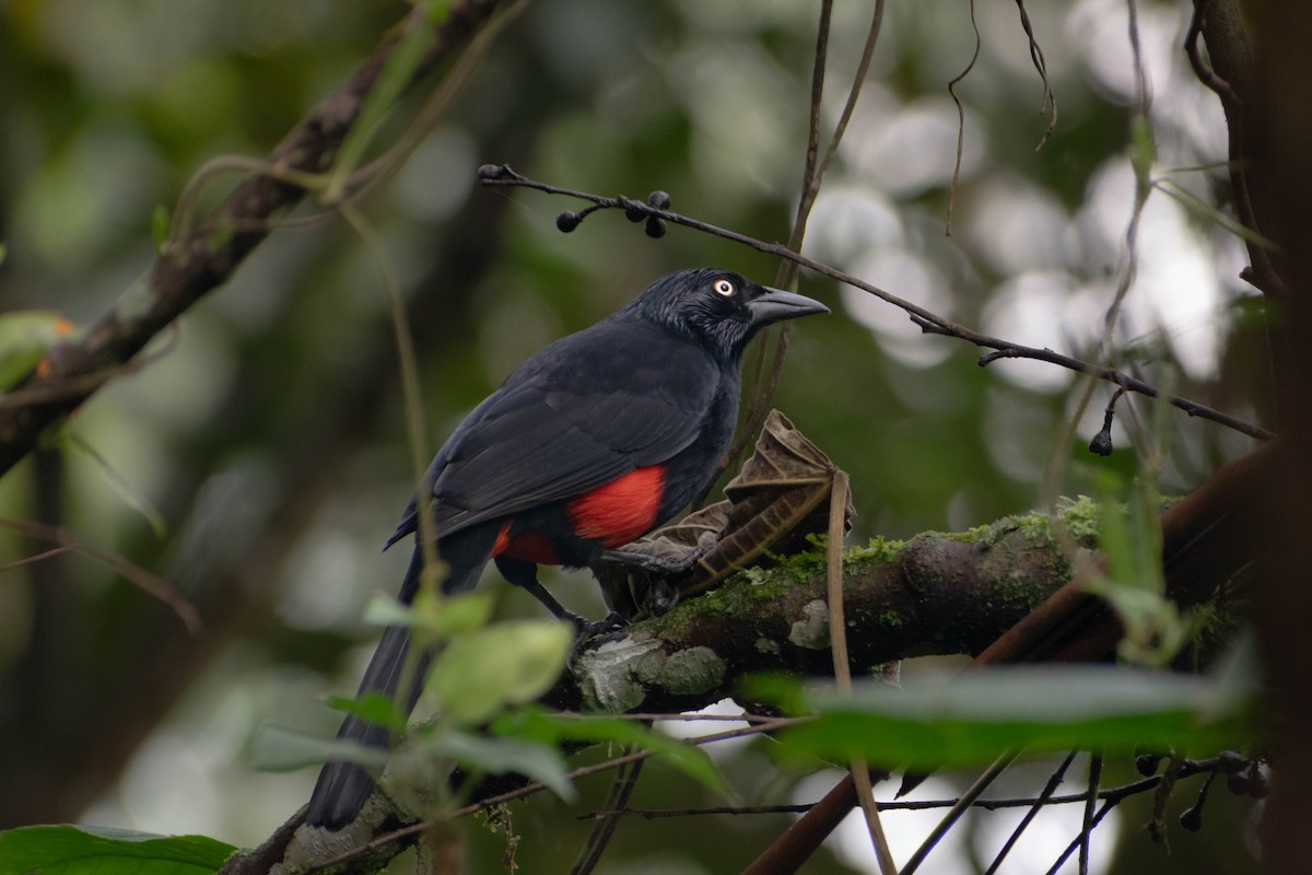 Red-bellied Grackle - ML640548382