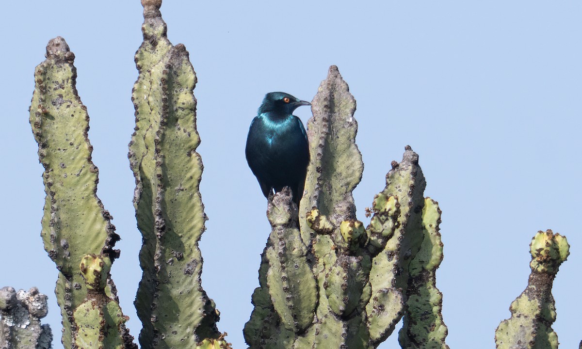 Lesser Blue-eared Starling (Lesser) - ML640548410