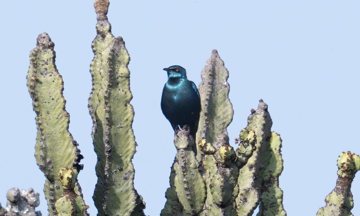 Lesser Blue-eared Starling (Lesser) - ML640548411