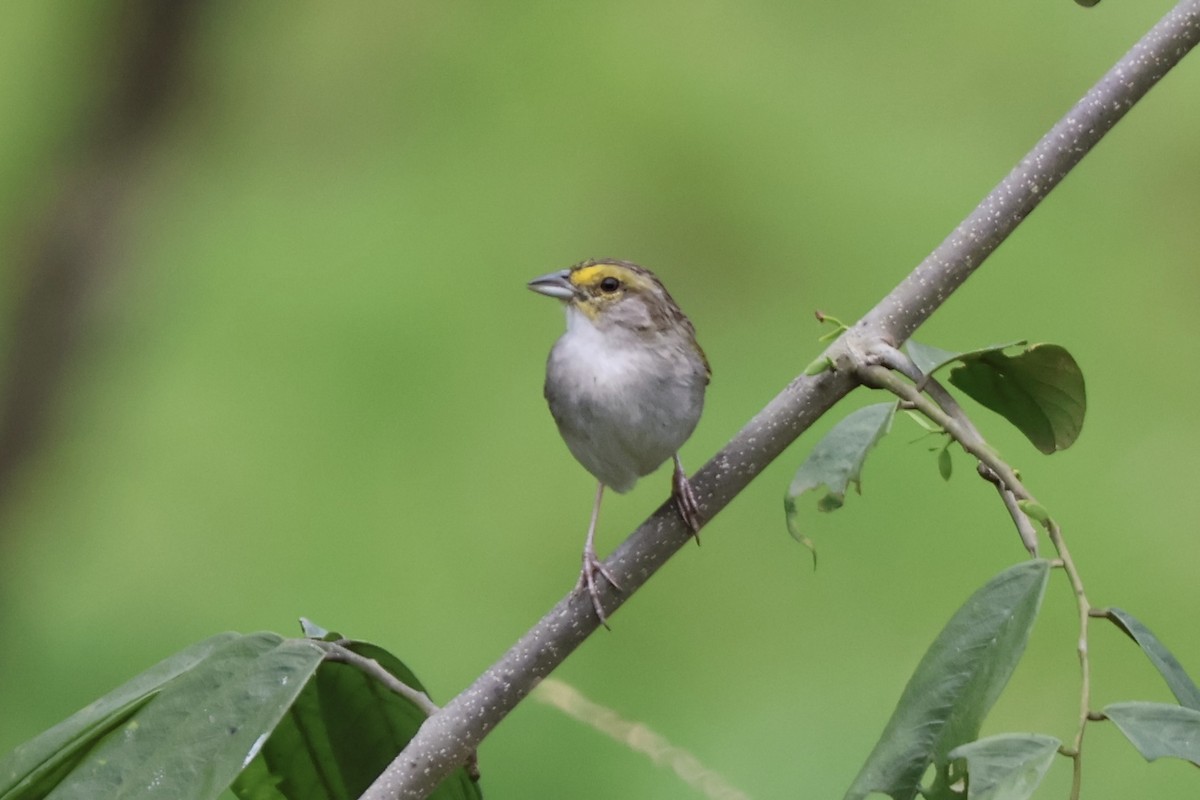 Yellow-browed Sparrow - ML640548502