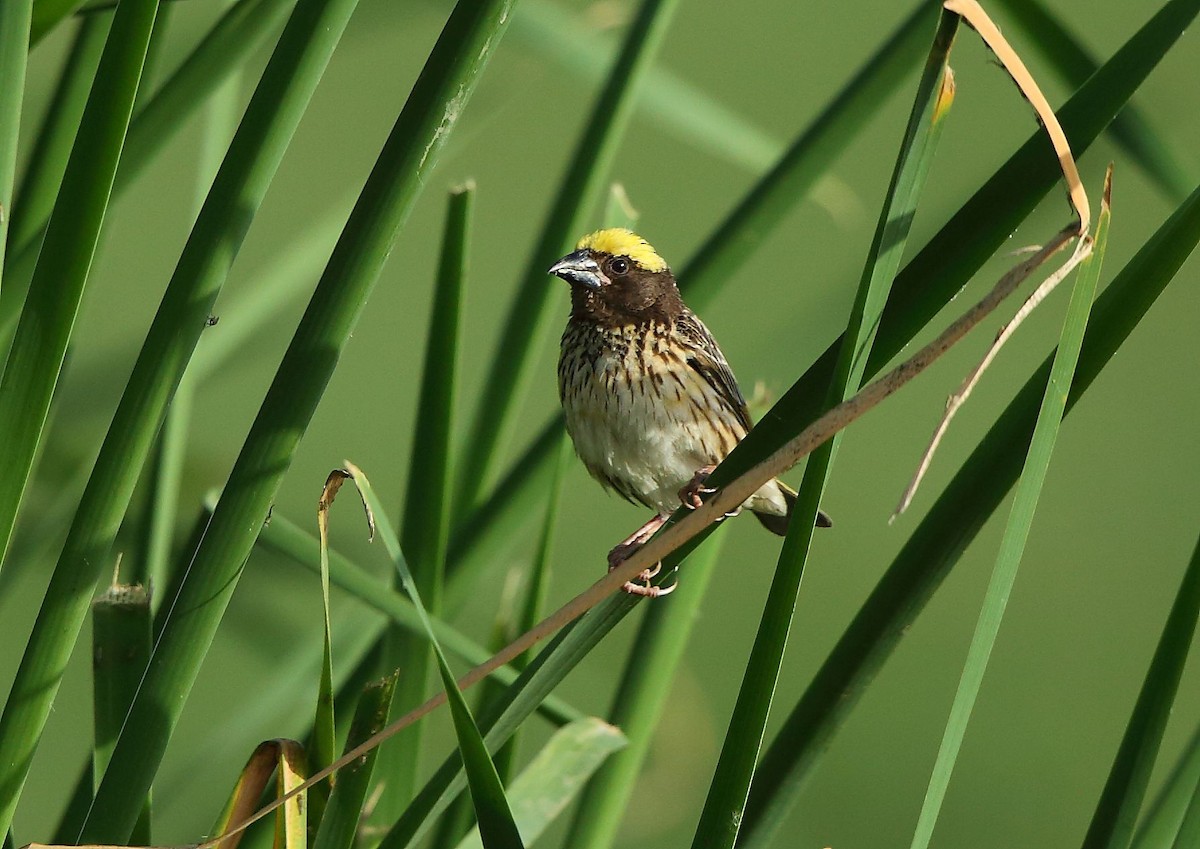 Streaked Weaver - ML64054851