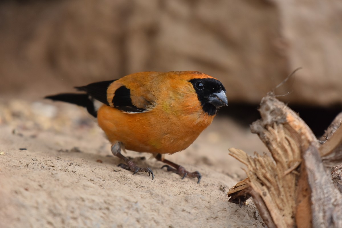 Orange Bullfinch - ML640548534