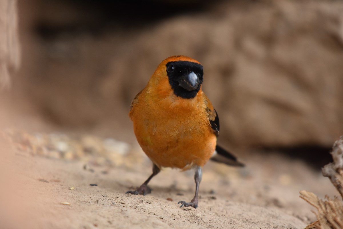 Orange Bullfinch - ML640548535