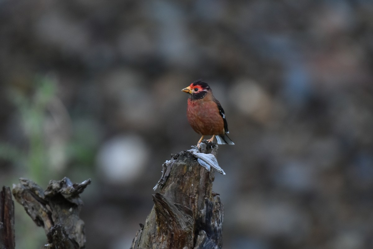 Spectacled Finch - ML640548540