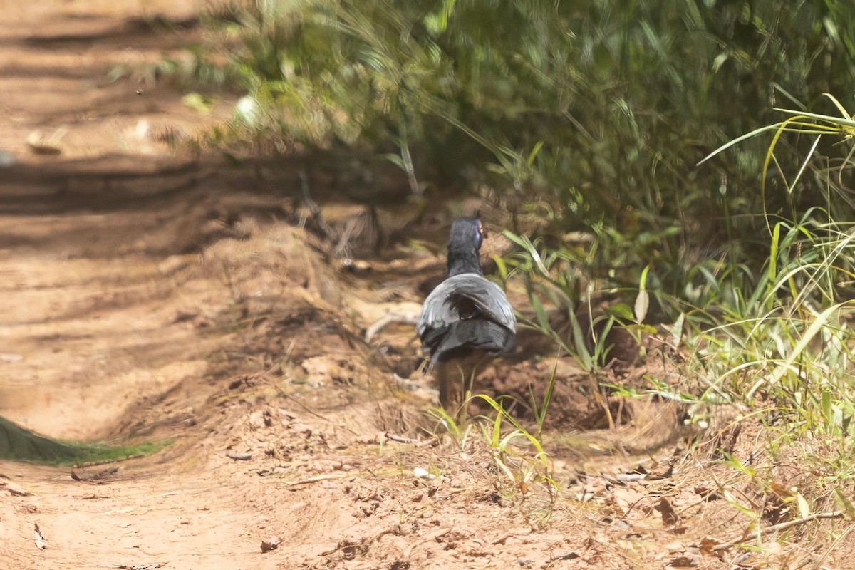 Coral-billed Ground-Cuckoo - ML640548561