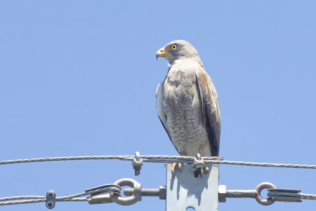 Rufous-winged Buzzard - ML640548596