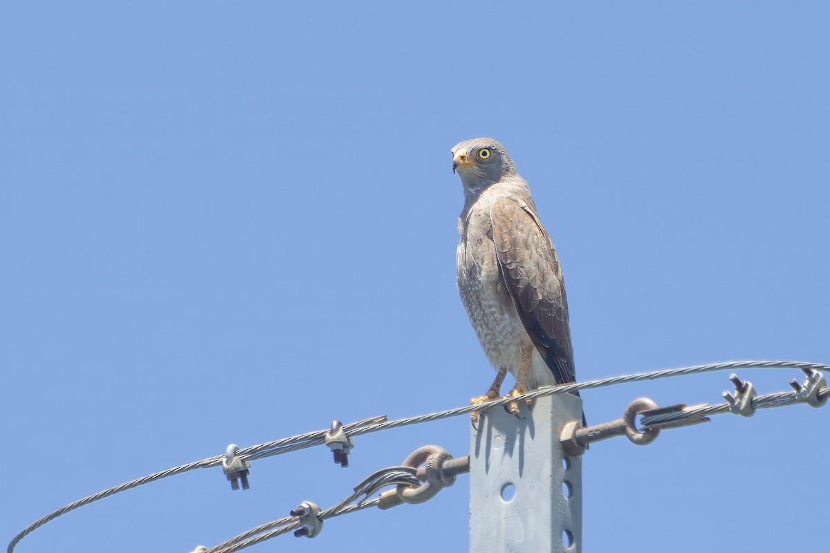 Rufous-winged Buzzard - ML640548597