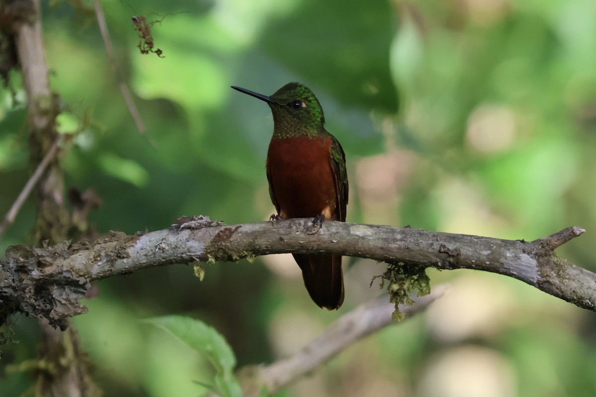 Chestnut-breasted Coronet - ML640548638