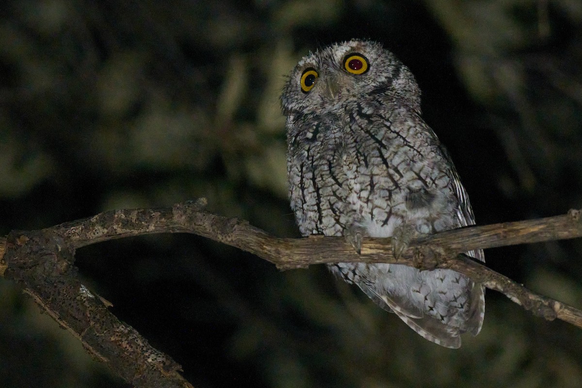 Whiskered Screech-Owl - ML640548726