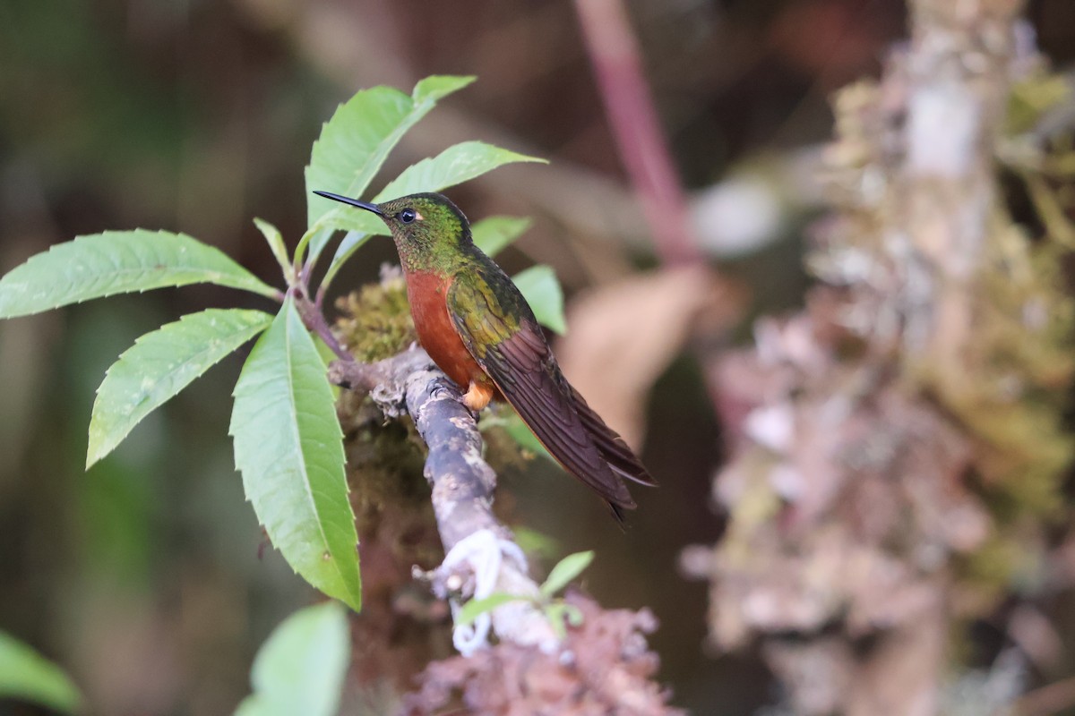 Chestnut-breasted Coronet - ML640548834