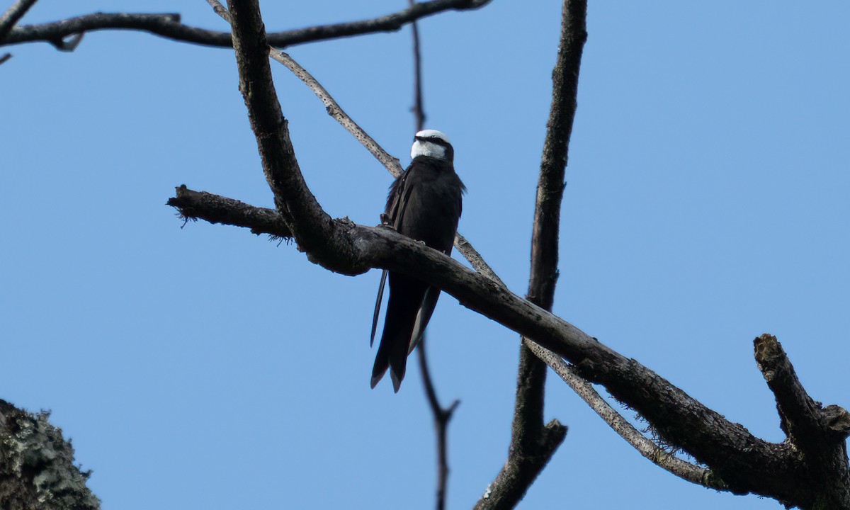 White-headed Sawwing - ML640548835