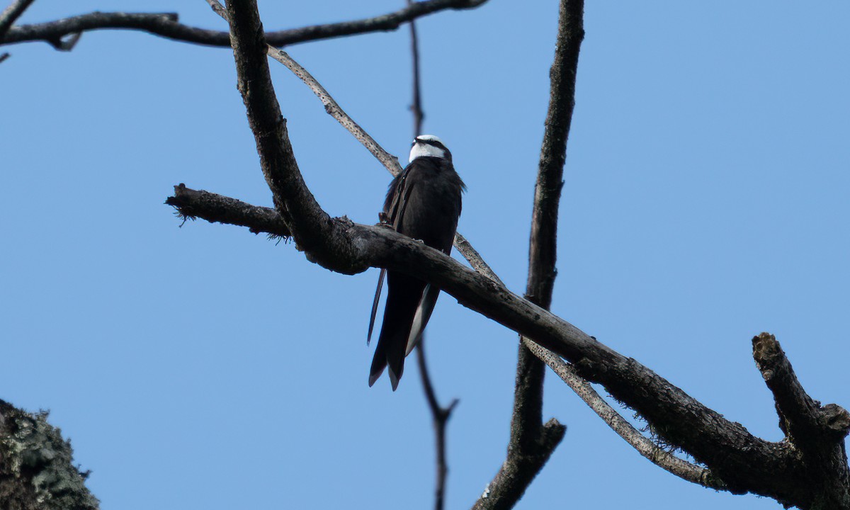 White-headed Sawwing - ML640548836