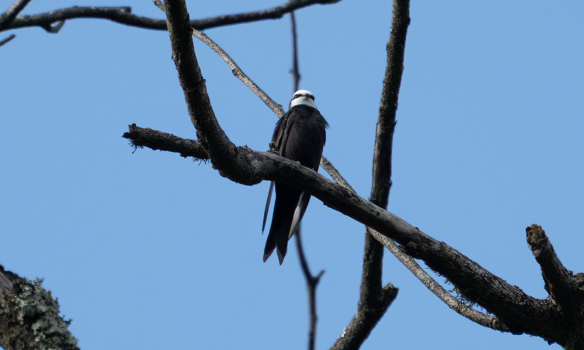 White-headed Sawwing - ML640548837